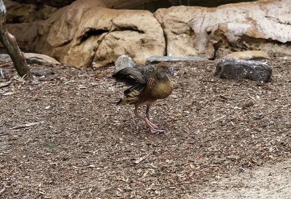 Sydney, NSW, Avustralya 'daki bir Vahşi Yaşam Parkı' nda Plumed Whistling-Duck (Dendrocygna eytoni). Fotoğraf: Tara Chand Malhotra)