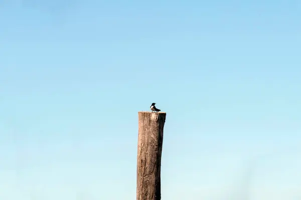 Willie Wagtail (Rhipidura leucophrys) Sydney, NSW, Avustralya 'da (Fotoğraf: Tara Chand Malhotra)