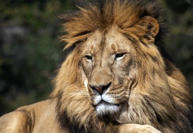 Sydney, NSW, Avustralya 'daki Sydney Hayvanat Bahçesinde dinlenen erkek bir Afrika Aslanı (Panthera Leo) (Fotoğraf: Tara Chand Malhotra)