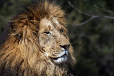 Sydney, NSW, Avustralya 'daki Sydney Hayvanat Bahçesinde dinlenen erkek bir Afrika Aslanı (Panthera Leo) (Fotoğraf: Tara Chand Malhotra)