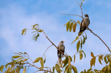 İki Avustralyalı Gürültücü Madenci (Manorina melanocephala) Sydney, NSW, Avustralya 'da bir ağaç dalına tünemiştir (Fotoğraf: Tara Chand Malhotra)