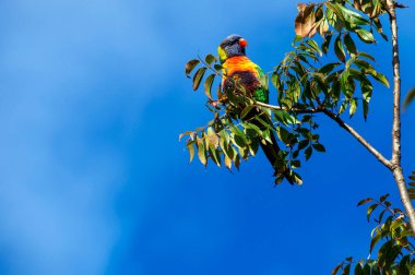 Sydney, Yeni Güney Galler 'de (Fotoğraf: Tara Chand Malhotra) bir ağaç dalına tünemiş Gökkuşağı Lorikeet (Trichoglossus moluccanus).)