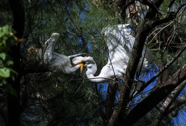 Bir çift Büyük Akbalıkçıl (Ardea alba) Sydney, NSW, Avustralya 'da bir ağaca tüneyerek kur yapma ritüelleri gerçekleştirirler (Fotoğraf: Tara Chand Malhotra)