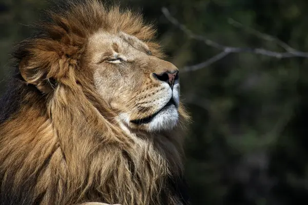 Sydney, NSW, Avustralya 'daki Sydney Hayvanat Bahçesinde dinlenen erkek bir Afrika Aslanı (Panthera Leo) (Fotoğraf: Tara Chand Malhotra)