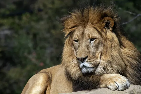 Sydney, NSW, Avustralya 'daki Sydney Hayvanat Bahçesinde dinlenen erkek bir Afrika Aslanı (Panthera Leo) (Fotoğraf: Tara Chand Malhotra)