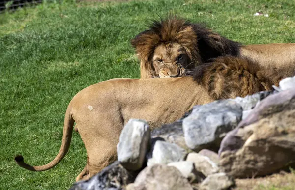 Sydney, NSW, Avustralya 'daki Sydney Hayvanat Bahçesinde iki erkek Afrika Aslanı (Panthera Leo). (Fotoğraf: Tara Chand Malhotra)