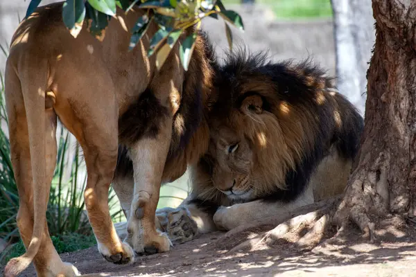 Sydney, NSW, Avustralya 'daki Sydney Hayvanat Bahçesinde iki erkek Afrika Aslanı (Panthera Leo). (Fotoğraf: Tara Chand Malhotra)