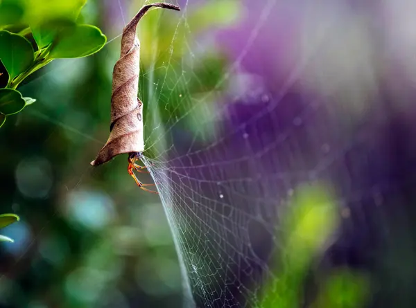 Avustralya Bahçe Orb Weaver Spider (Argiope catenulata) Sydney, NSW, Avustralya 'da (Fotoğraf: Tara Chand Malhotra)