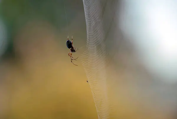 Avustralya Bahçe Orb Weaver Spider (Argiope catenulata) Sydney, NSW, Avustralya 'da (Fotoğraf: Tara Chand Malhotra)