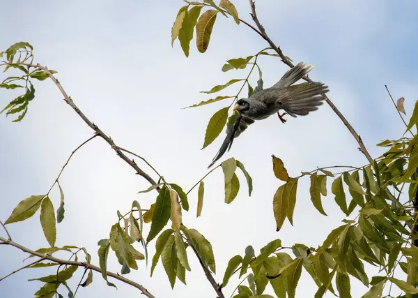 Sidney, NSW, Avustralya 'da (Fotoğraf: Tara Chand Malhotra) bir ağaç dalından kalkan Avustralyalı Gürültücü Madenci (Manorina melanocephala))