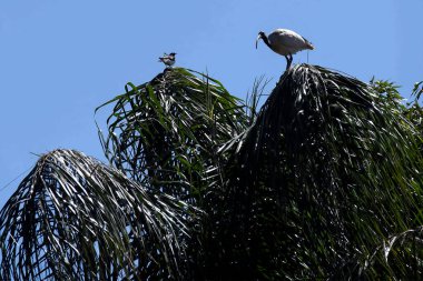 Avustralya Beyaz Ibis (Threskiornis molucca) ve Magpie-lark (Grallina siyanoleuca) Sydney, NSW, Avustralya 'daki bir vahşi yaşam parkında bir ağaca tünemişlerdir. Fotoğraf: Tara Chand Malhotra)