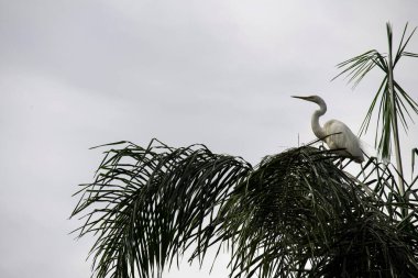 Büyük Egret (Ardea alba) Sydney, NSW, Avustralya 'daki bir vahşi yaşam parkında bir ağaç dalına tünemişti. Fotoğraf: Tara Chand Malhotra)