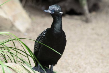Little Black Cormorant (Phalacrocorax sulcirostris) Sydney, NSW, Avustralya 'daki bir vahşi yaşam parkında. Fotoğraf: Tara Chand Malhotra)