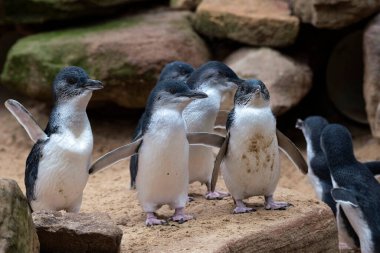 Küçük bir grup Küçük Mavi Penguen (Eudyptula minor) Sydney, NSW, Avustralya 'daki bir vahşi yaşam parkında (Fotoğraf: Tara Chand Malhotra)