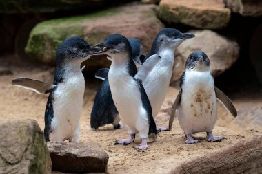 Küçük bir grup Küçük Mavi Penguen (Eudyptula minor) Sydney, NSW, Avustralya 'daki bir vahşi yaşam parkında (Fotoğraf: Tara Chand Malhotra)