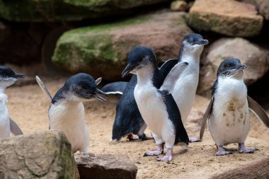 Küçük bir grup Küçük Mavi Penguen (Eudyptula minor) Sydney, NSW, Avustralya 'daki bir vahşi yaşam parkında (Fotoğraf: Tara Chand Malhotra)
