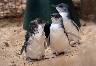 Küçük bir grup Küçük Mavi Penguen (Eudyptula minor) Sydney, NSW, Avustralya 'daki bir vahşi yaşam parkında (Fotoğraf: Tara Chand Malhotra)