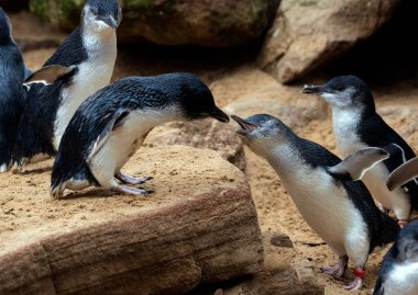 Küçük bir grup Küçük Mavi Penguen (Eudyptula minor) Sydney, NSW, Avustralya 'daki bir vahşi yaşam parkında (Fotoğraf: Tara Chand Malhotra)