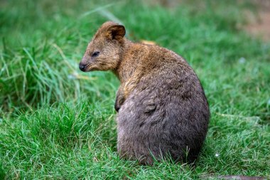 Quokka (Setonix brachyurus) Sydney, NSW, Avustralya 'da park halindeki bir vahşi yaşam parkında su. Fotoğraf: Tara Chand Malhotra)