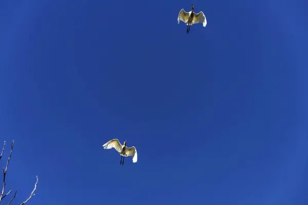Sydney, NSW, Avustralya 'da uçmakta olan iki sığır balıkçıl (Ardea ibis). Fotoğraf: Tara Chand Malhotra)