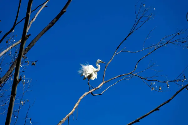 Sydney, NSW, Avustralya 'da bir ağaca tüneyen Büyük Egret (Ardea alba). Fotoğraf: Tara Chand Malhotra)