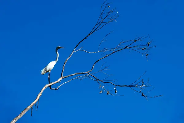 Büyük Egret (Ardea alba) Sydney, NSW, Avustralya 'daki bir vahşi yaşam parkında ağaçta tünemektedir. Fotoğraf: Tara Chand Malhotra)