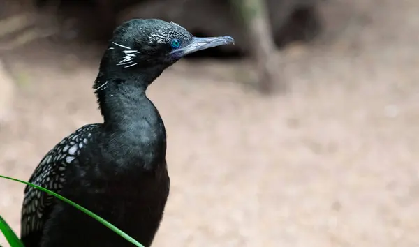 Little Black Cormorant (Phalacrocorax sulcirostris) Sydney, NSW, Avustralya 'daki bir vahşi yaşam parkında. Fotoğraf: Tara Chand Malhotra)
