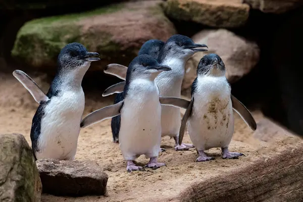 Küçük bir grup Küçük Mavi Penguen (Eudyptula minor) Sydney, NSW, Avustralya 'daki bir vahşi yaşam parkında (Fotoğraf: Tara Chand Malhotra)