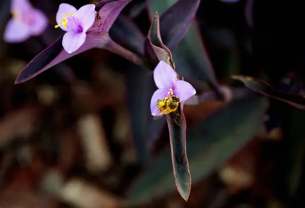Batı bal arısı (Apis mellifera) bir Mor Kalp bitkisi üzerinde, aynı zamanda Mor Tradescantia ya da Sydney 'de bir ön bahçede Tradescantia pallida olarak da bilinir. NSW, Avustralya. Fotoğraf: Tara Chand Malhotra)