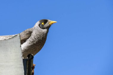 Sydney, NSW, Avustralya 'da (Fotoğraf: Tara Chand Malhotra) Avustralyalı Gürültücü Minör (Manorina melanocephala))