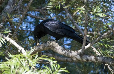 Bir Avustralya kuzgunu (Corvus coronoides) Sydney, NSW, Avustralya 'da bir ağaç gövdesine tüneyip bir parça ekmek yerken (Fotoğraf: Tara Chand Malhotra)