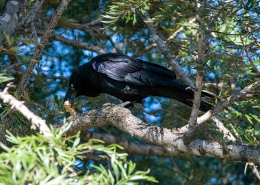 Bir Avustralya kuzgunu (Corvus coronoides) Sydney, NSW, Avustralya 'da bir ağaç gövdesine tüneyip bir parça ekmek yerken (Fotoğraf: Tara Chand Malhotra)