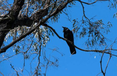Bir Avustralya kuzgunu (Corvus coronoides) Sydney, NSW, Avustralya 'da bir ağaç dalına tünemiştir (Fotoğraf: Tara Chand Malhotra)