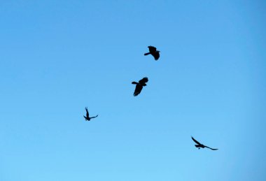 Sidney, NSW, Avustralya 'da gökyüzünde uçan dört Avustralya kuzgunu (Fotoğraf: Tara Chand Malhotra)