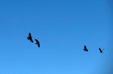 Sidney, NSW, Avustralya 'da gökyüzünde uçan dört Avustralya kuzgunu (Fotoğraf: Tara Chand Malhotra)
