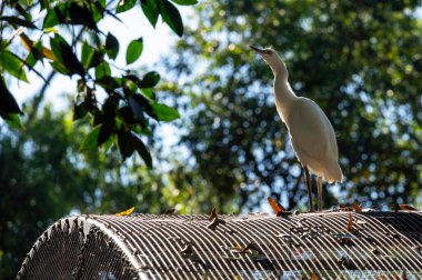 Bir Egret (Ardea alba) Sydney, Yeni Güney Galler 'deki bir vahşi yaşam parkında (Fotoğraf: Tara Chand Malhotra)