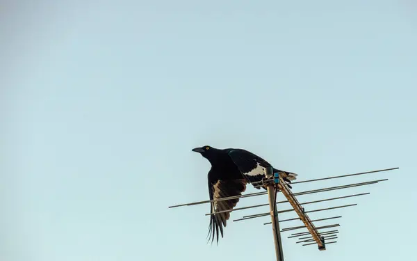 Avustralya yapımı Pied Currawong (Strepera graculina) Sidney, Yeni Güney Galler 'de uçar (Fotoğraf: Tara Chand Malhotra)