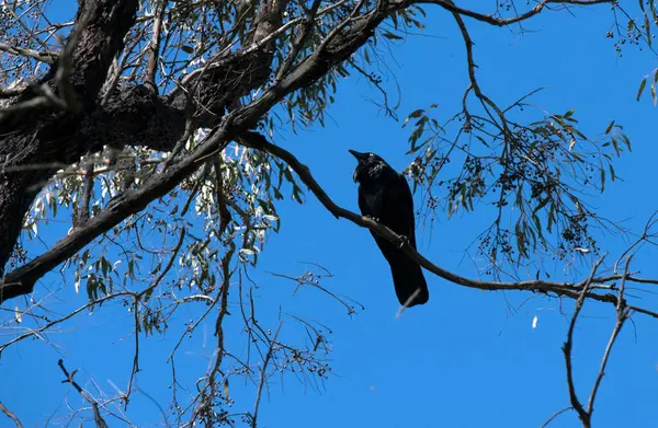 Bir Avustralya kuzgunu (Corvus coronoides) Sydney, NSW, Avustralya 'da bir ağaç dalına tünemiştir (Fotoğraf: Tara Chand Malhotra)