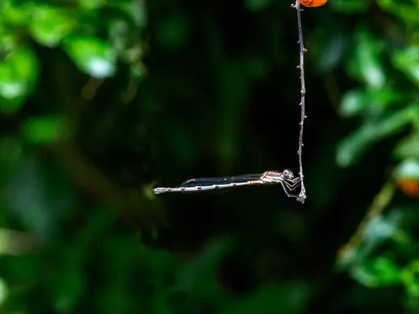 Sydney, New South Wales, Avustralya 'da bir bitkinin ince ve kurumuş bir dalına tünemiş bir kız sineği (Fotoğraf: Tara Chand Malhotra)