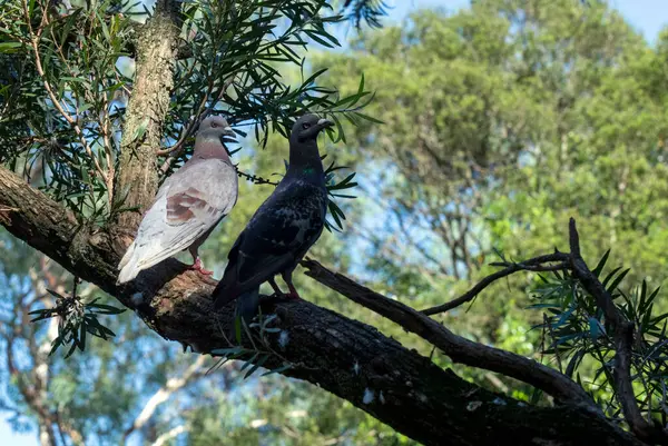 İki Kaya Güvercini (Columba livya) Sydney, New South Wales, Avustralya 'daki bir vahşi yaşam parkında bir ağaç gövdesine tünemiştir (Fotoğraf: Tara Chand Malhotra)