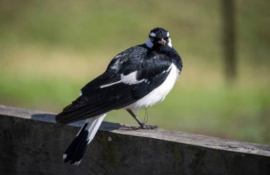 Bir Avustralya Saksağan (Grallina siyanoleuca) Sydney, NSW, Avustralya 'da bir ahşap platforma tünemiştir (Fotoğraf: Tara Chand Malhotra)