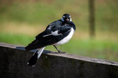 Bir Avustralya Saksağan (Grallina siyanoleuca) Sydney, NSW, Avustralya 'da bir ahşap platforma tünemiştir (Fotoğraf: Tara Chand Malhotra)