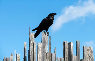 Sydney, NSW, Avustralya 'da (Fotoğraf: Tara Chand Malhotra)