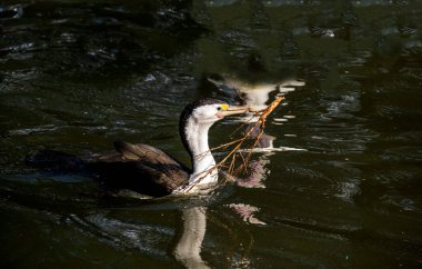 Küçük bir Pied Cormorant (Microcarbo melanoleucos) Sydney 'deki bir vahşi yaşam parkında yuva malzemesi topluyor; NSW; Avustralya (Fotoğraf: Tara Chand Malhotra)