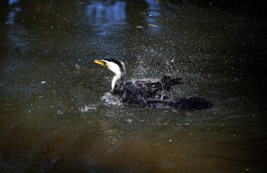 Küçük bir Pied Cormorant (Microcarbo melanoleucos) Sydney 'deki bir vahşi yaşam parkında sırtına su sıçratır; NSW; Avustralya (Fotoğraf: Tara Chand Malhotra)