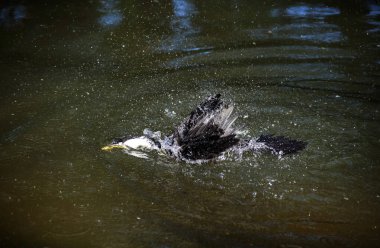 Küçük bir Pied Cormorant (Microcarbo melanoleucos) Sydney 'deki bir vahşi yaşam parkında sırtına su sıçratır; NSW; Avustralya (Fotoğraf: Tara Chand Malhotra)