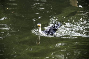 Küçük bir Pied Cormorant (Microcarbo melanoleucos) Sydney 'deki bir vahşi yaşam parkında yüzer; NSW; Avustralya (Fotoğraf: Tara Chand Malhotra)