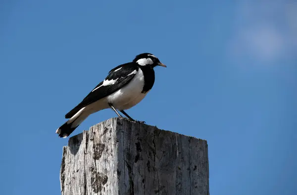 Bir Avustralya Saksağan (Grallina siyanoleuca) Sydney, NSW, Avustralya 'da bir ahşap platforma tünemiştir (Fotoğraf: Tara Chand Malhotra)