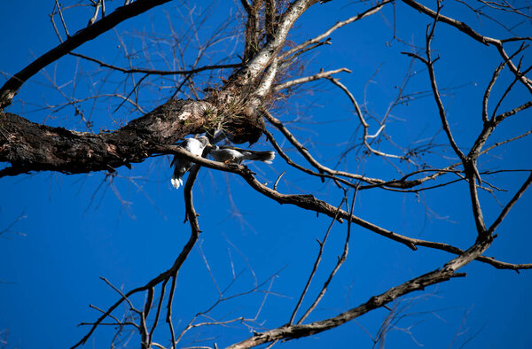 Взрослый австралийский шумовой шахтер (Manorina melanocephala) кормит несовершеннолетнего, сидя на дереве в Сиднее, штат Нью-Йорк, Австралия (фото Тары Чанд Малхотра))