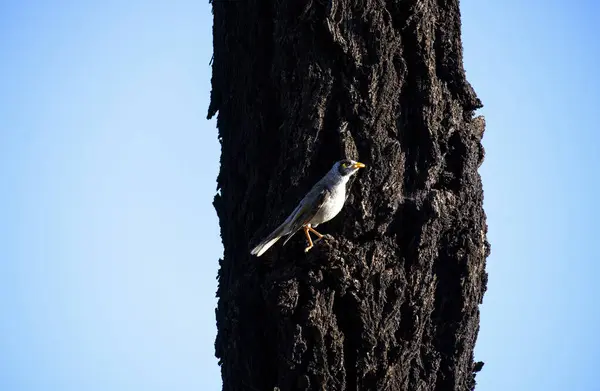 Sidney, NSW, Avustralya 'da (Fotoğraf: Tara Chand Malhotra) bir ağaç gövdesine tüneyen Avustralyalı Gürültücü Madenci (Manorina melanocephala))